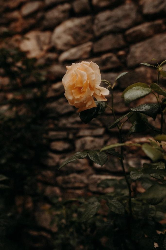 Mariage Déjanté Au Château De Roussillon Clarisse & Kévin Diane Barbier Photographe (100)